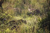 515 Safari im Krüger-Nationalpark - Leopard