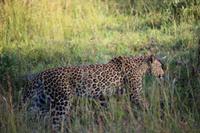 516 Safari im Krüger-Nationalpark - Leopard