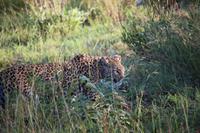 517 Safari im Krüger-Nationalpark - Leopard