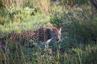 518 Safari im Krüger-Nationalpark - Leopard
