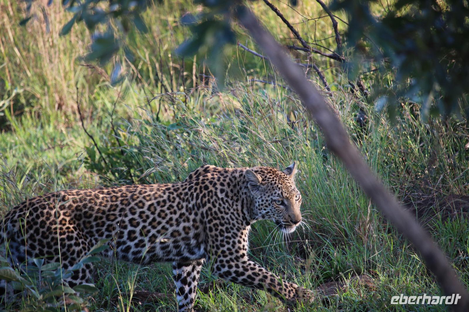 520 Safari im Krüger-Nationalpark - Leopard