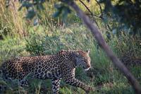 520 Safari im Krüger-Nationalpark - Leopard