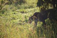 522 Safari im Krüger-Nationalpark - Leopard