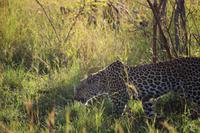 523 Safari im Krüger-Nationalpark - Leopard
