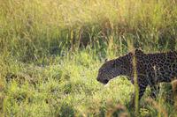 524 Safari im Krüger-Nationalpark - Leopard