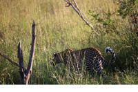 525 Safari im Krüger-Nationalpark - Leopard