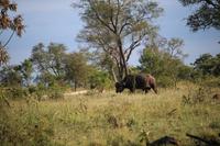 526 Safari im Krüger-Nationalpark - Büffel