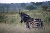 527 Safari im Krüger-Nationalpark - Zebra