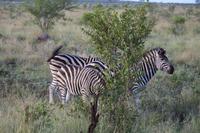 528 Safari im Krüger-Nationalpark - Zebra