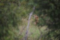 530 Safari im Krüger-Nationalpark - Gepard