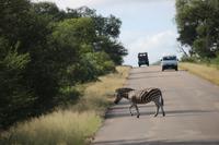 532 Safari im Krüger-Nationalpark - Zebra