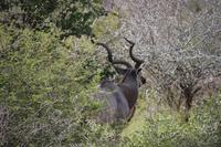 533 Safari im Krüger-Nationalpark - Nyala