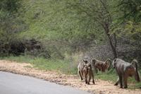 534 Safari im Krüger-Nationalpark - Paviane