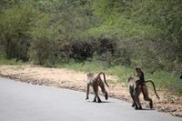 535 Safari im Krüger-Nationalpark - Paviane