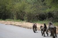 536 Safari im Krüger-Nationalpark - Paviane
