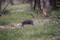 538 Safari im Krüger-Nationalpark - Warzenschwein
