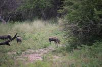 541 Safari im Krüger-Nationalpark - Warzenschwein