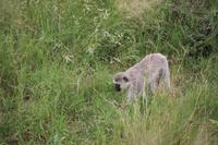 544 Safari im Krüger-Nationalpark - Affe