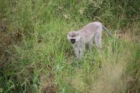 545 Safari im Krüger-Nationalpark - Affe
