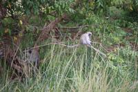 546 Safari im Krüger-Nationalpark - Affe