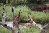 547 Safari im Krüger-Nationalpark - Giraffen