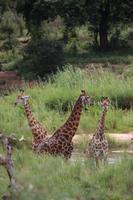 548 Safari im Krüger-Nationalpark - Giraffen