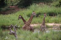 549 Safari im Krüger-Nationalpark - Giraffen