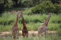 551 Safari im Krüger-Nationalpark - Giraffen
