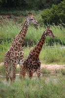 553 Safari im Krüger-Nationalpark - Giraffen