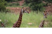 554 Safari im Krüger-Nationalpark - Giraffen