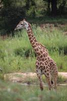 555 Safari im Krüger-Nationalpark - Giraffen