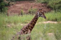 556 Safari im Krüger-Nationalpark - Giraffen
