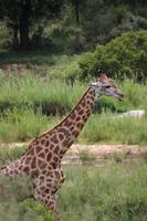 558 Safari im Krüger-Nationalpark - Giraffen