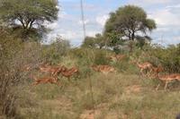 560 Safari im Krüger-Nationalpark - Impalas