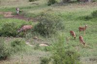 566 Safari im Krüger-Nationalpark