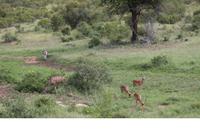 567 Safari im Krüger-Nationalpark
