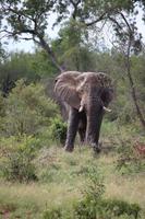 568 Safari im Krüger-Nationalpark - Elefant