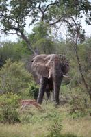 569 Safari im Krüger-Nationalpark - Elefant