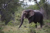 570 Safari im Krüger-Nationalpark - Elefant
