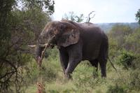 571 Safari im Krüger-Nationalpark - Elefant