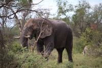 572 Safari im Krüger-Nationalpark - Elefant