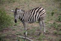 573 Safari im Krüger-Nationalpark - Zebra