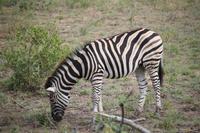 574 Safari im Krüger-Nationalpark - Zebra