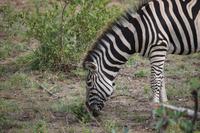 575 Safari im Krüger-Nationalpark - Zebra