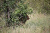 576 Safari im Krüger-Nationalpark - Löwe