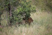 577 Safari im Krüger-Nationalpark - Löwe