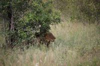 578 Safari im Krüger-Nationalpark - Löwe