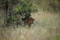 579 Safari im Krüger-Nationalpark - Löwe