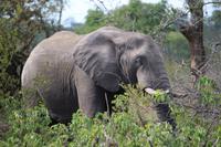 580 Safari im Krüger-Nationalpark - Elefant