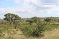 581 Safari im Krüger-Nationalpark